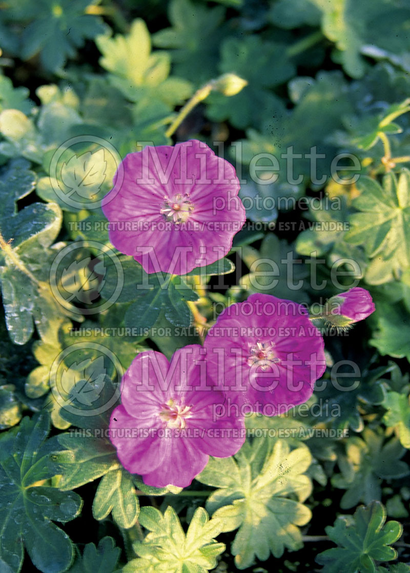 Geranium Alpenglow (Cranesbill) 1