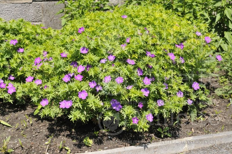 Geranium Kristen Jacob (Cranesbill) 1