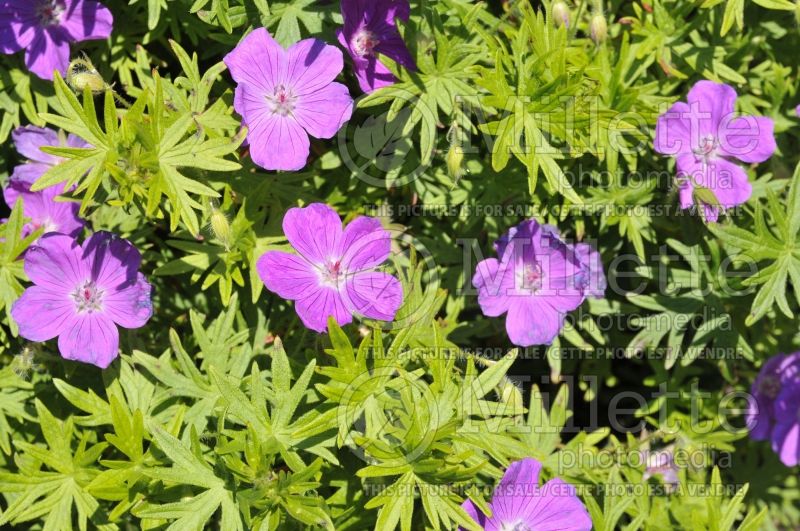 Geranium Kristen Jacob (Cranesbill) 2