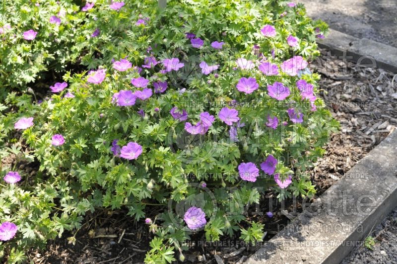 Geranium Max Frei (Cranesbill) 2