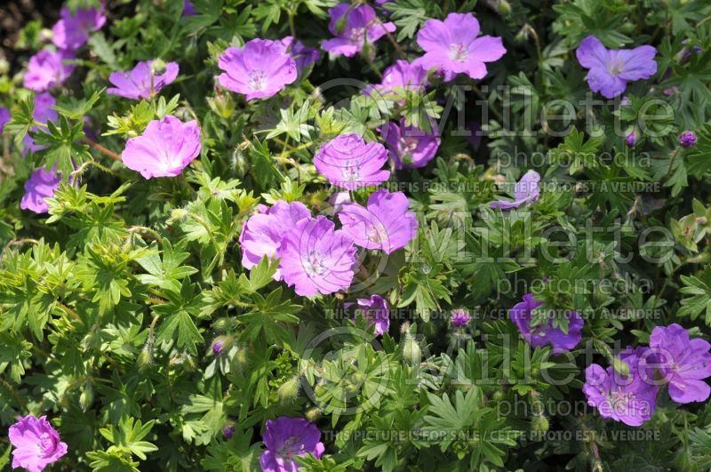 Geranium Max Frei (Cranesbill) 3