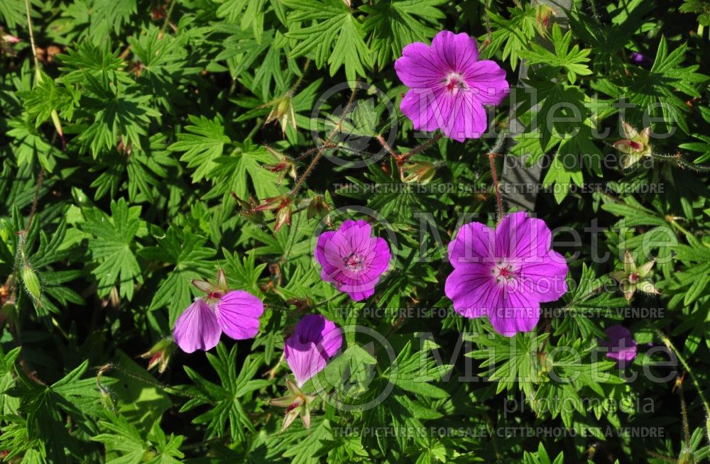 Geranium Shepherd's Warning (Cranesbill) 1