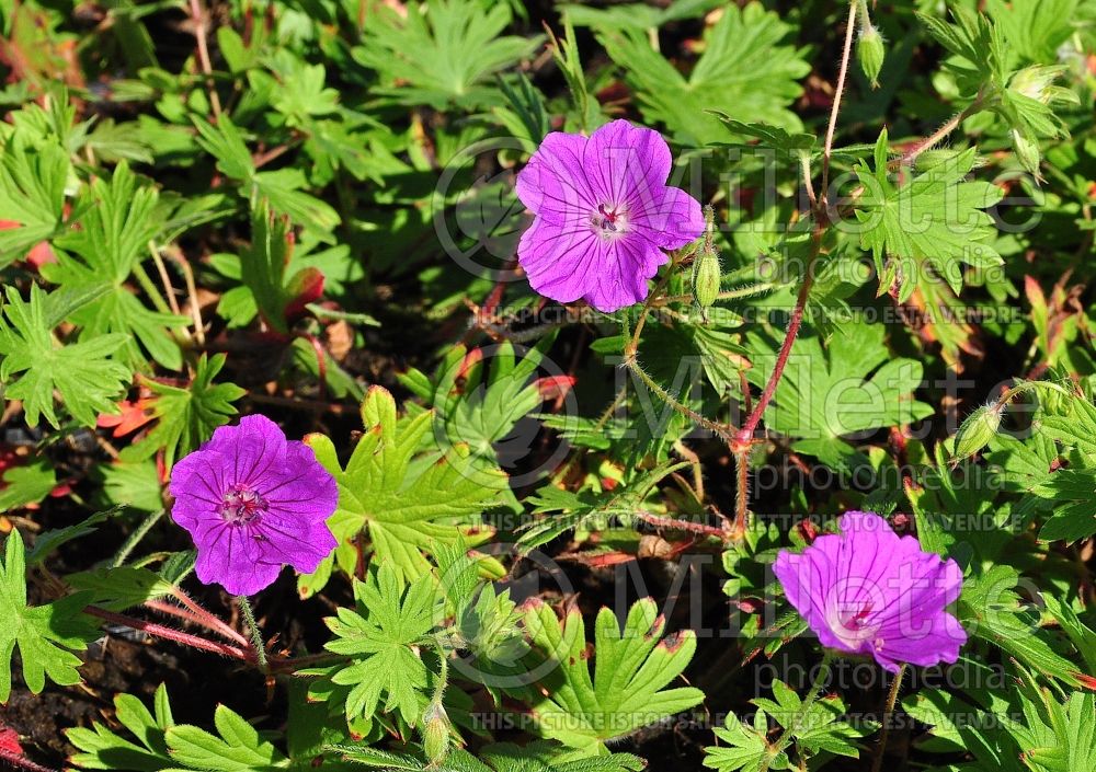 Geranium Tiny Monster (Cranesbill) 3