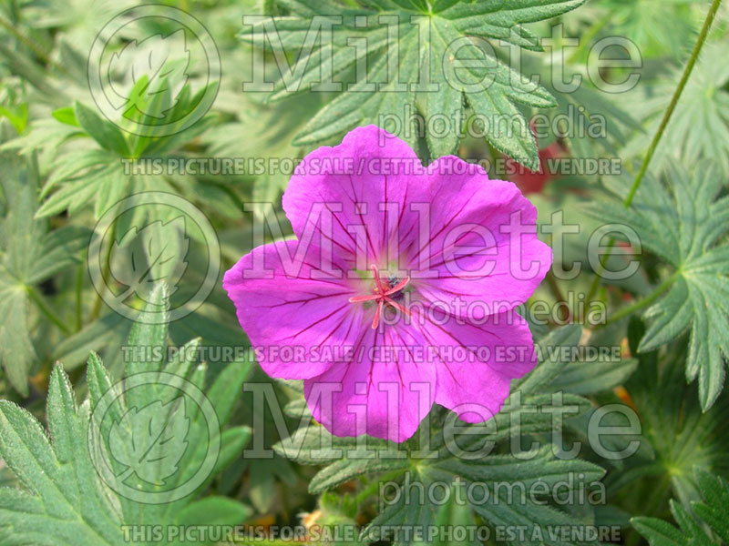 Geranium Tiny Monster (Cranesbill) 2