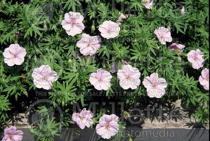 Geranium sanguineum var. striatum (Cranesbill) 1 