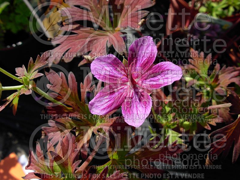 Geranium Starman (Geranium Hardy Cranesbill) 1