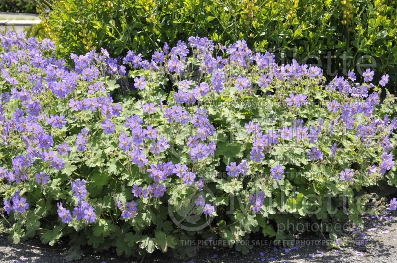 Geranium Terre Franche (Cranesbill)  1 