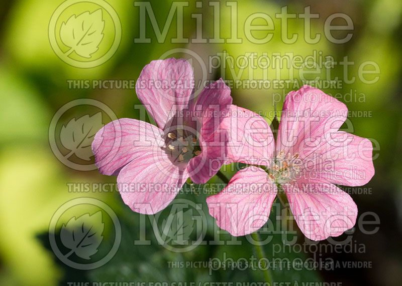 Geranium Wargrave Pink (Cranesbill)  1