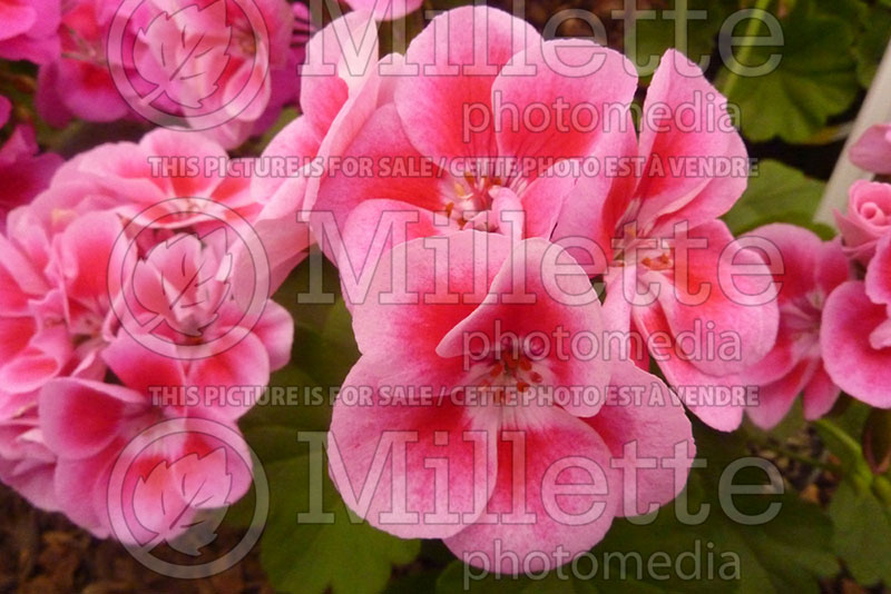 Geranium Flower Fairy Rose (Cranesbill) 1 