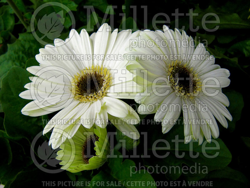 Gerbera Drakensberg Buttermilk (Daisy) 1