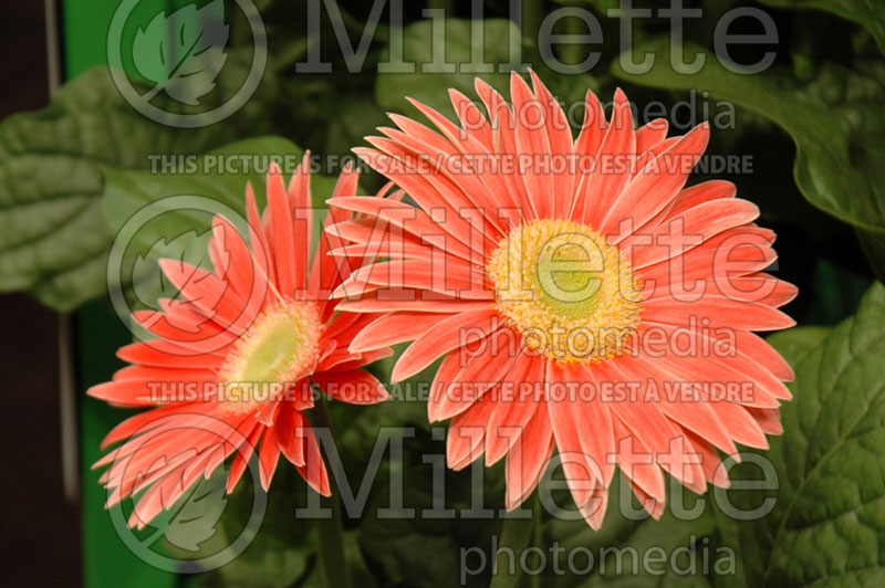 Gerbera Festival Salmon Rose (African Daisy)  1 