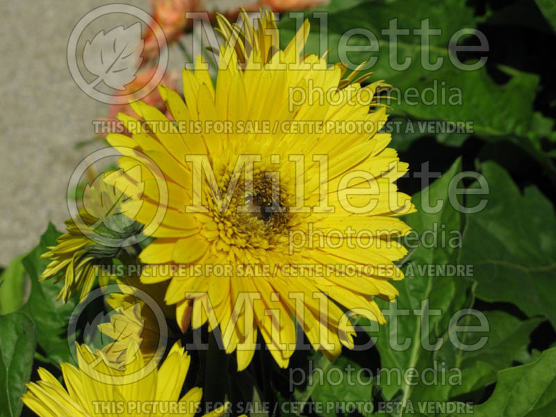 Gerbera Funtastic Canary (African Daisy) 1  