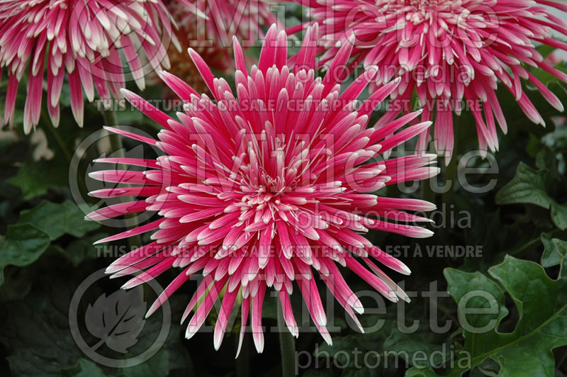 Gerbera Giant Spinner Pink & White (African Daisy)  1 