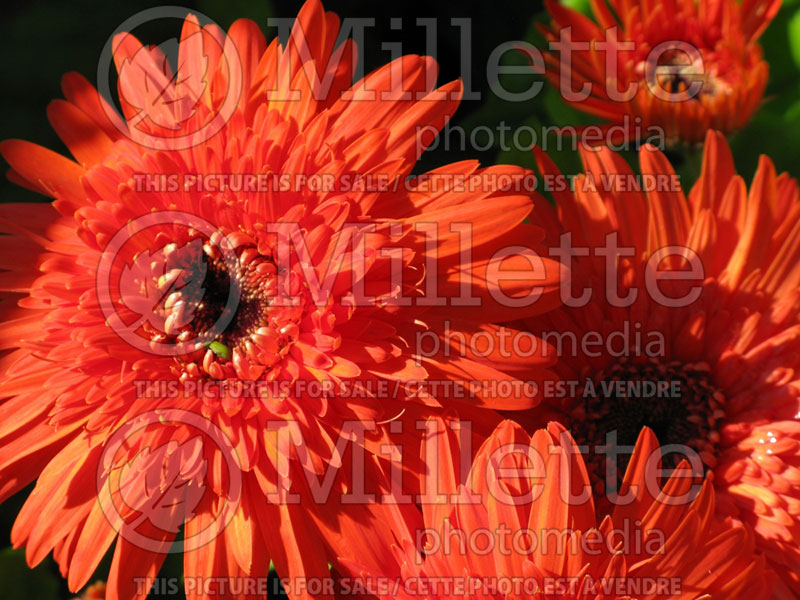 Gerbera Grandera Orange (African Daisy) 1  