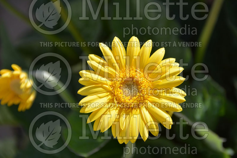 Gerbera Hello! Sunshine (African Daisy) 1  