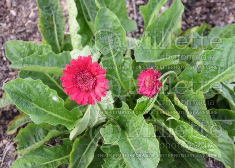 Gerbera Hello! Magentamen (African Daisy) 3  