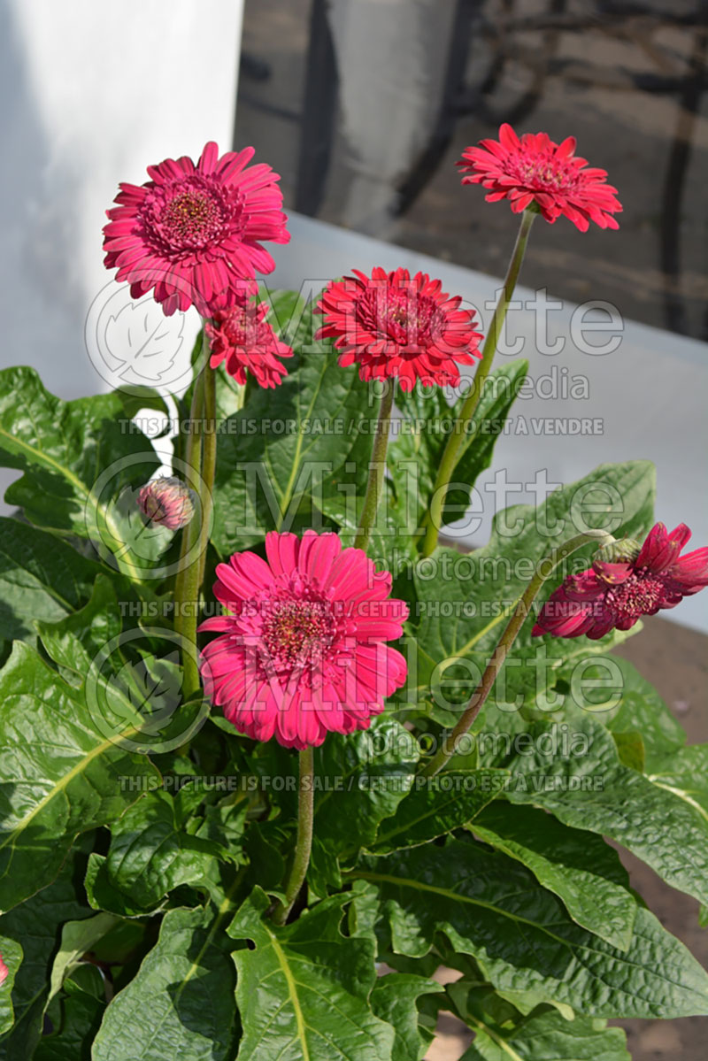 Gerbera Hello! Magentamen (African Daisy) 1  