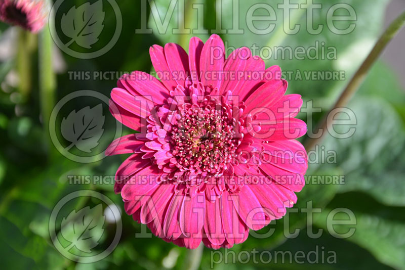 Gerbera Hello! Magentamen (African Daisy) 2  