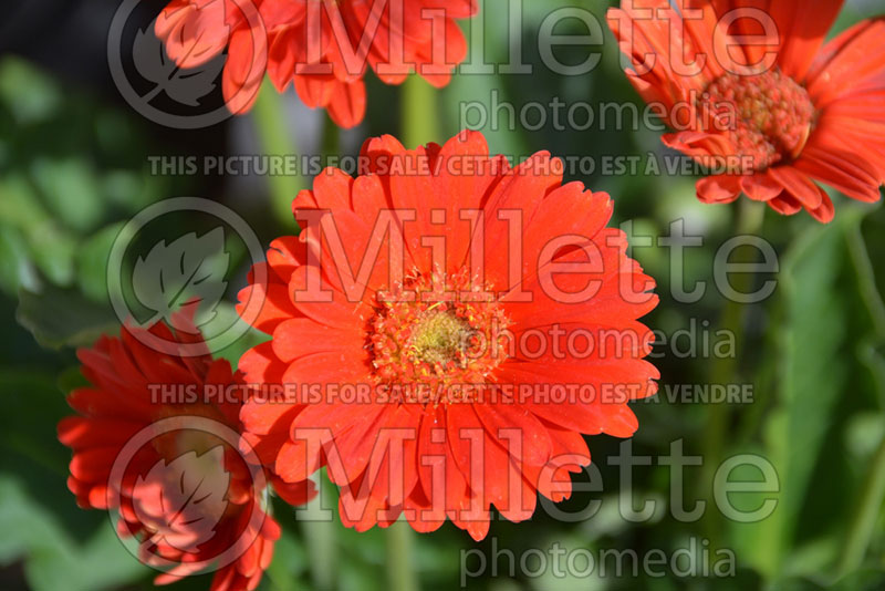 Gerbera Hello! Miss Scarlet (African Daisy) 1  