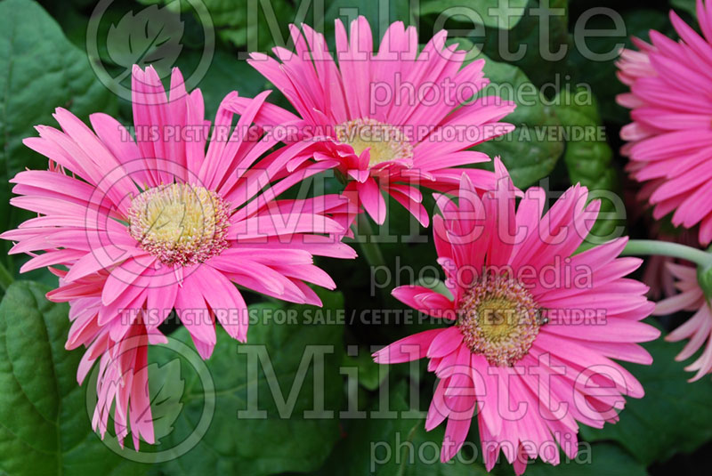 Gerbera Festival Pink (African Daisy)  1 