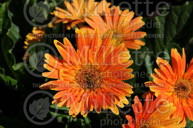 Gerbera Jaguar Fire Dark Center (African Daisy)  1 