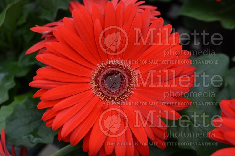 Gerbera Majorette Red Dark Eye (African Daisy)  1 