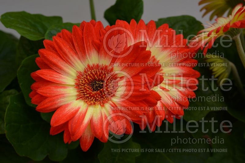 Gerbera Revolution Bicolor Red Lemon (African Daisy)  1 