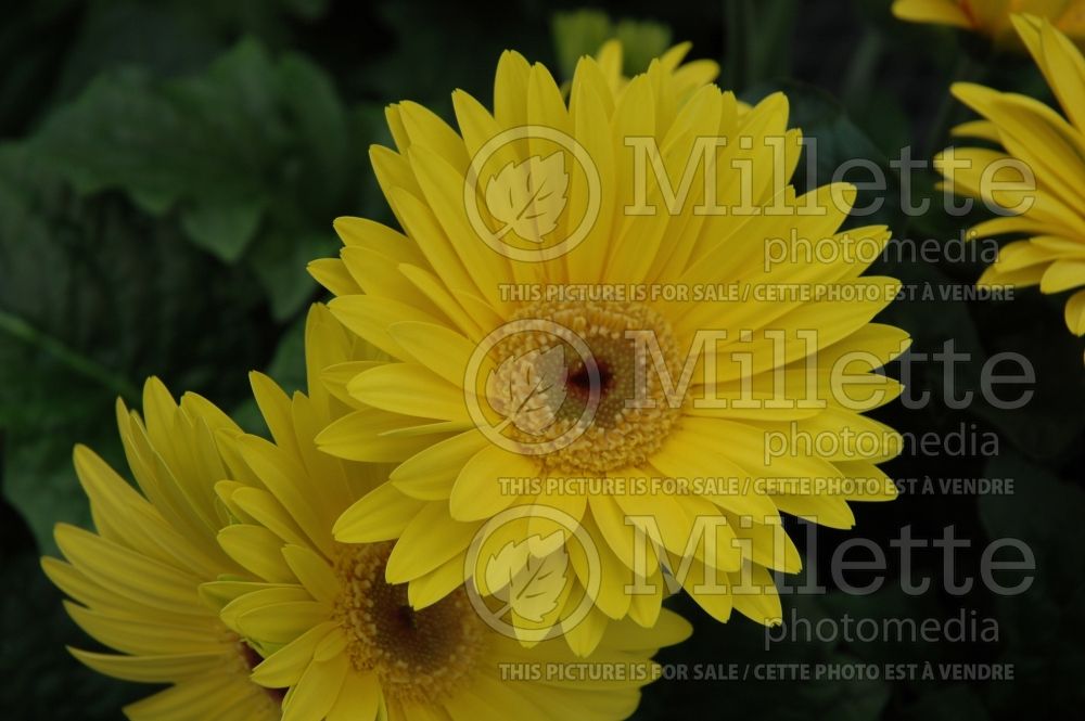 Gerbera Royal Sunrise Yellow (African Daisy)  1 