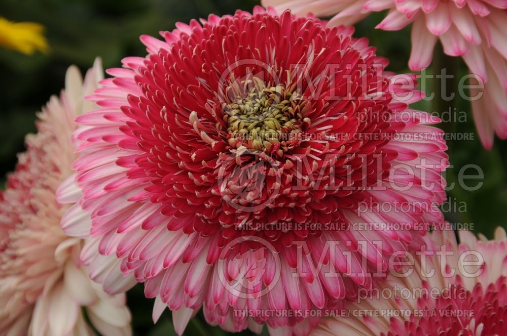 Gerbera Patio Gerbera Grand Canyon (African Daisy) 1  