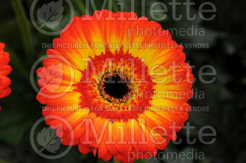 Gerbera Patio Gerbera Volcanoes (African Daisy) 1  