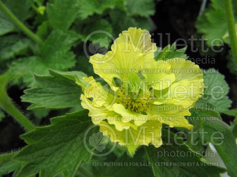 Geum Cocktails Banana Daiquiri (Avens, Geum) 1