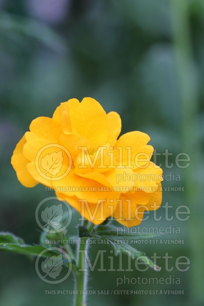 Geum Lady Stratheden aka Gold Ball (Avens, Geum) 3