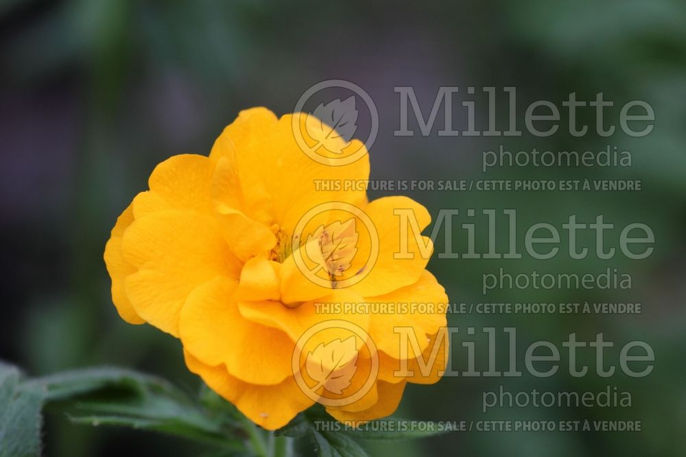 Geum Lady Stratheden aka Gold Ball (Avens, Geum) 4