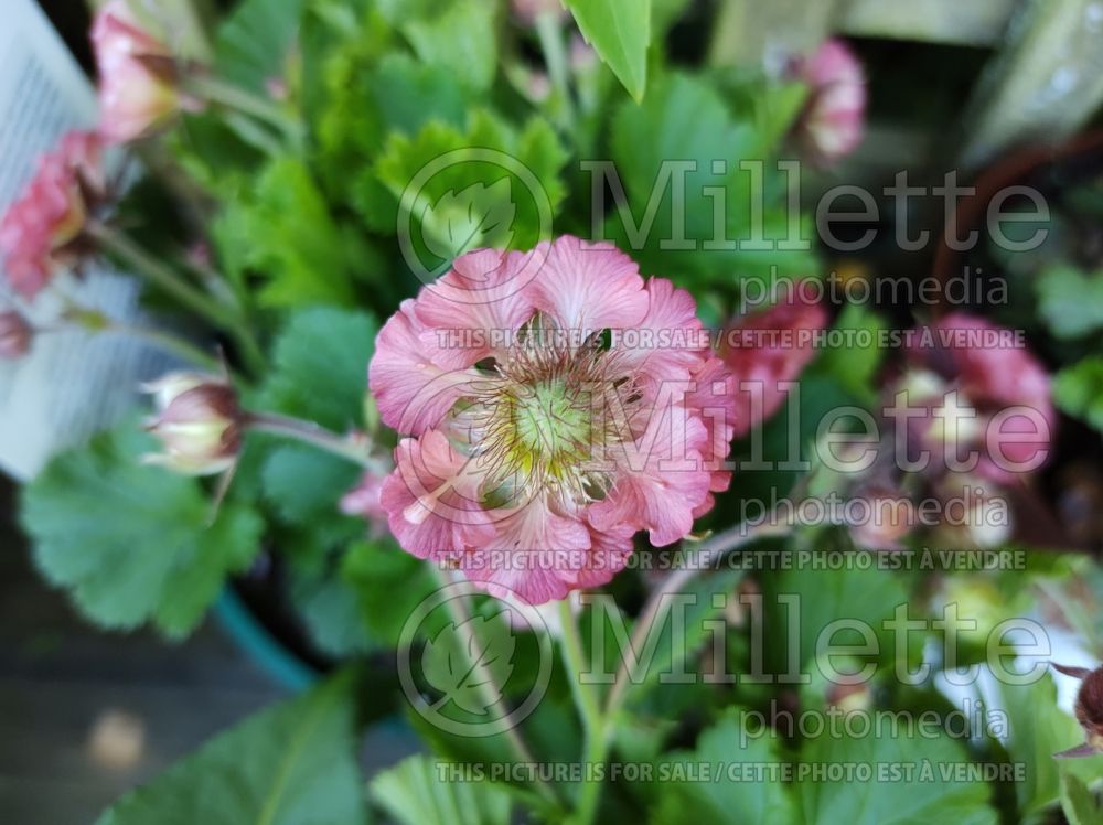 Geum Pink Petticoats (Avens) 1 