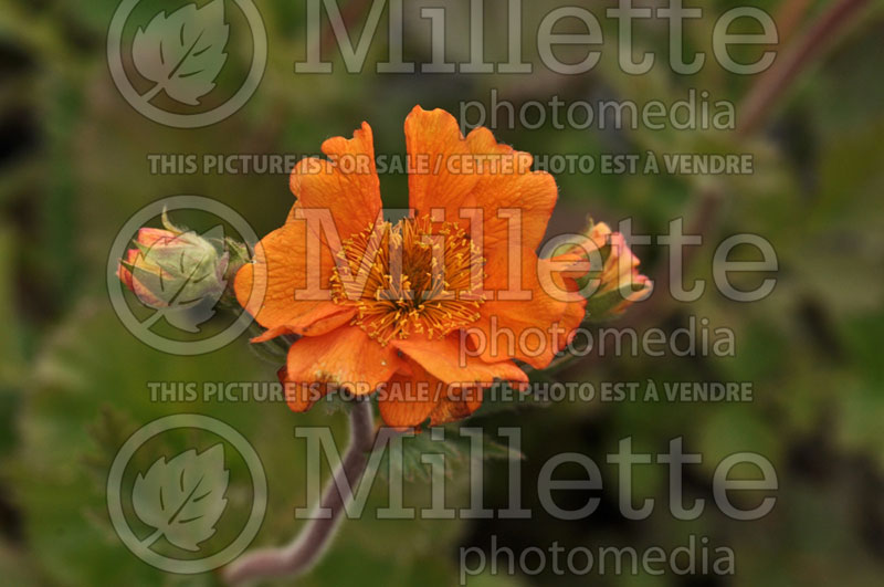 Geum Fireball (Avens, Geum) 4