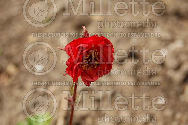 Geum Flames of Passion (Avens)  1