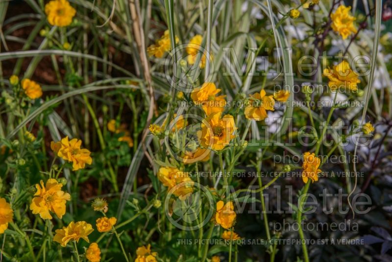 Geum Lady Stratheden aka Gold Ball (Avens, Geum) 2