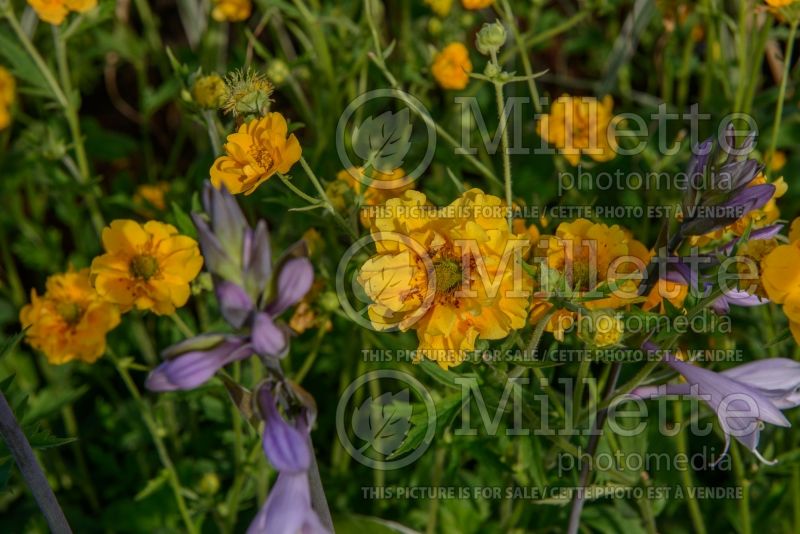 Geum Lady Stratheden aka Gold Ball (Avens, Geum) 1