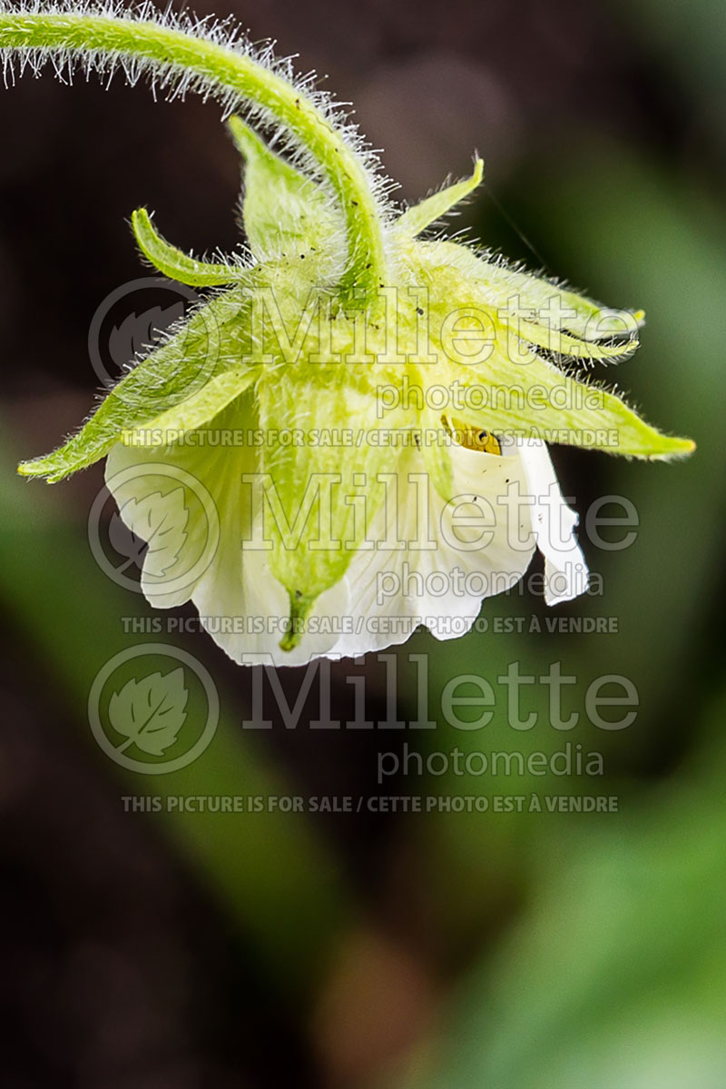 Geum Snowflake (Avens, Geum) 1 