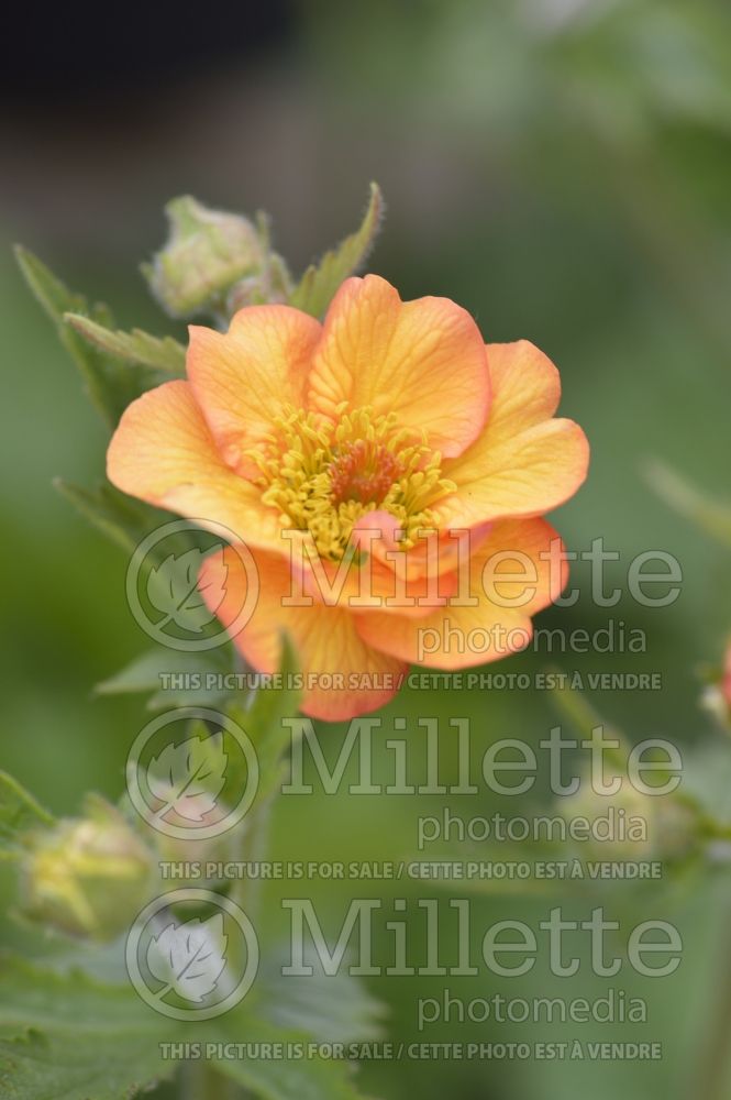 Geum Totally Tangerine aka Tim's Tangerine (Avens, Geum) 9