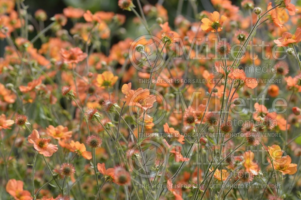 Geum Totally Tangerine aka Tim's Tangerine (Avens, Geum) 10