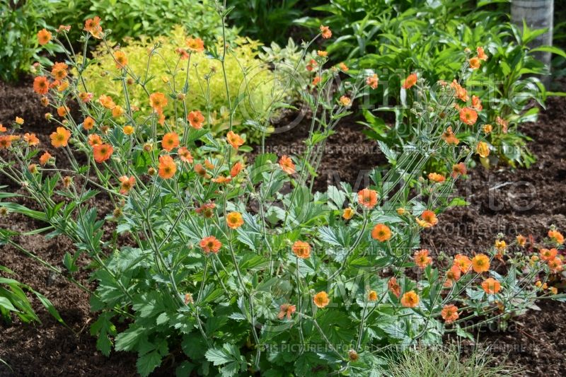 Geum Totally Tangerine or Tim's Tangerine (Avens, Geum) 1