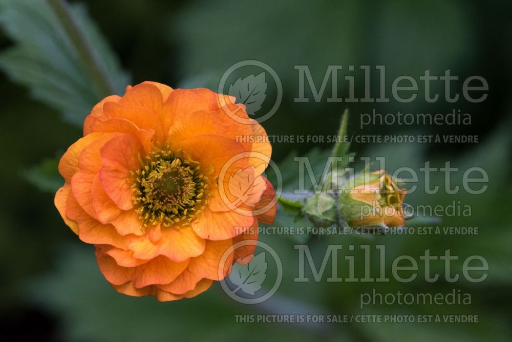 Geum Totally Tangerine aka Tim's Tangerine (Avens, Geum) 2