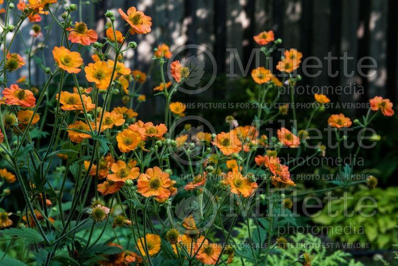 Geum Totally Tangerine aka Tim's Tangerine (Avens, Geum) 3