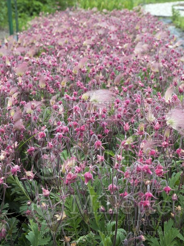 Geum triflorum (Avens, Geum - benoite) 2