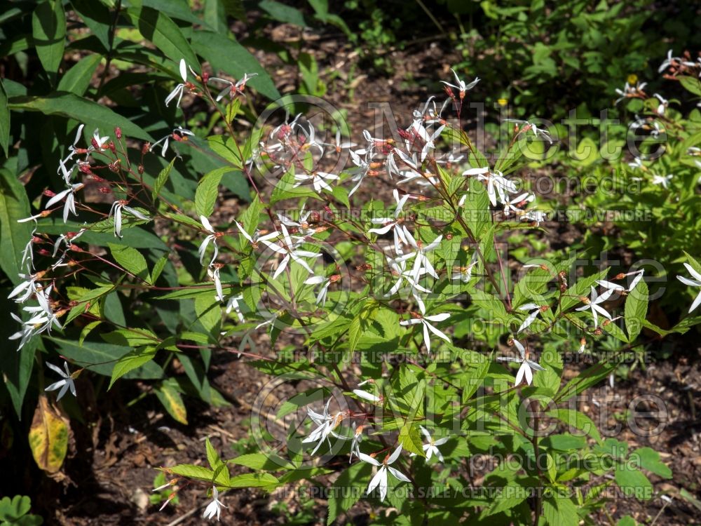 Gillenia trifoliata (Bowman's root) 8 