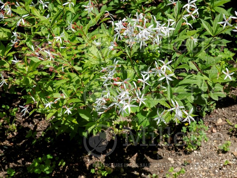 Gillenia trifoliata (Bowman's root) 9 