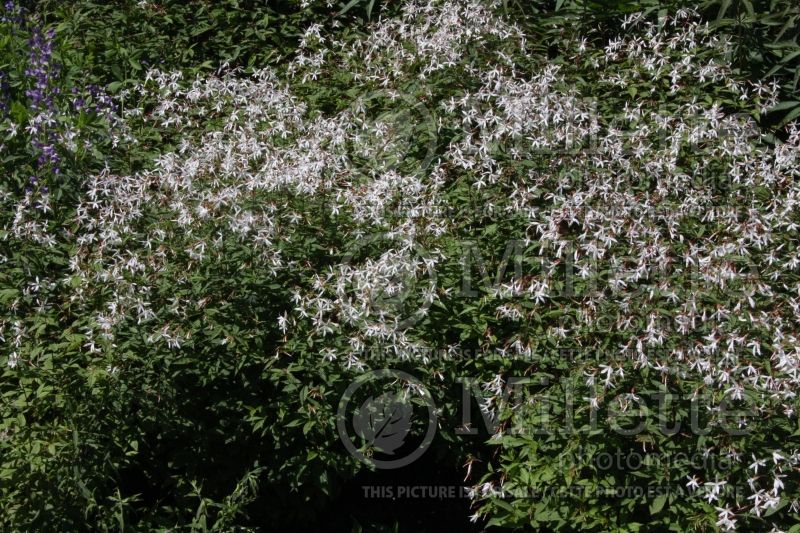 Gillenia trifoliata (Bowman's root)  1