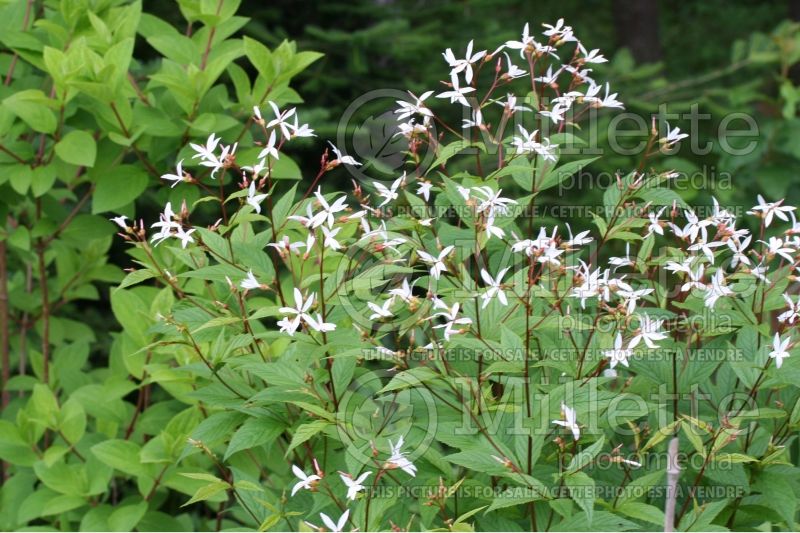 Gillenia trifoliata (Bowman's root) 7 