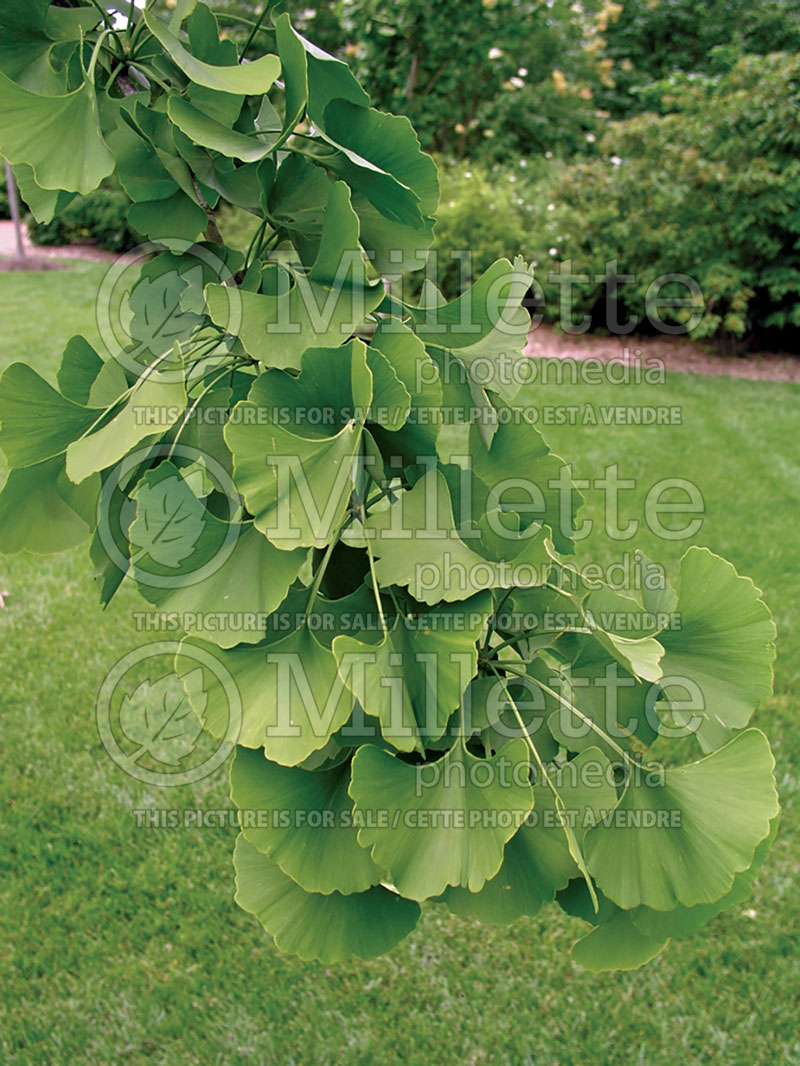 Gingko Princeton Sentry (Ginkgo conifer) 2